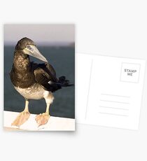 Brown Booby Bird - Hervey Bay, Queensland Postcards