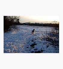 Survey Photographic Print