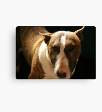 Are you looking at me? Canvas Print