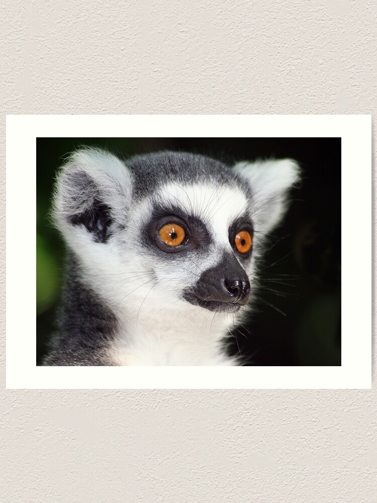 Alternate view of Ring-tailed Lemur Portrait 2 Art Print