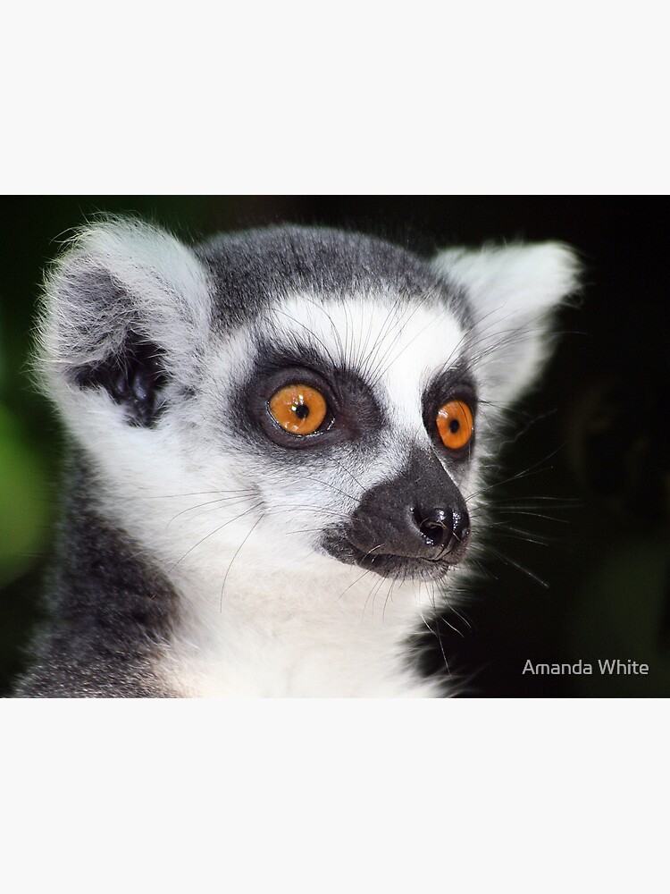 Ring-tailed Lemur Portrait 2 by AJ500