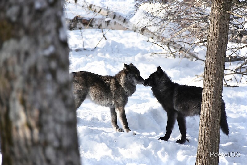 "Wolf kisses_black wolves! January is mating time..." by Poete100