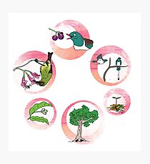 Pūriri lifecycle Photographic Print