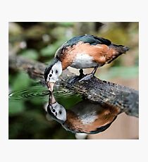 African Pygmy Goose Photographic Print