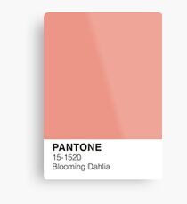 Blooming Dahlia Pantone Metal Print