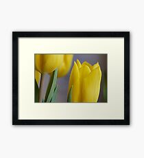Yellow Tulips 4 Framed Print