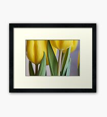 Yellow Tulips 3 Framed Print