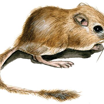 Sketching a Kangaroo Rat -