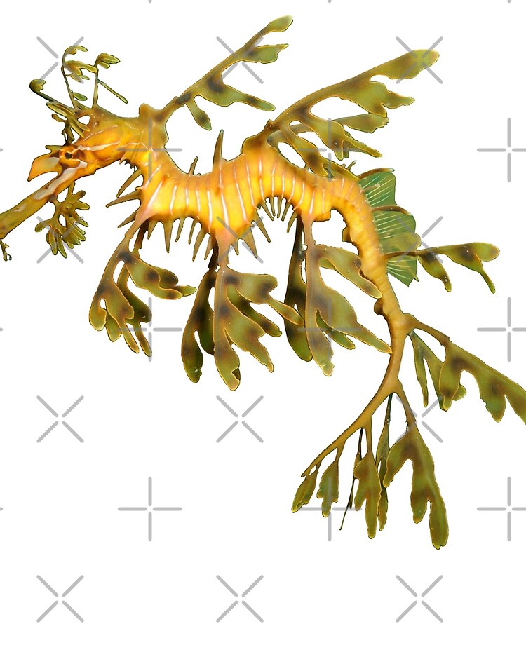 Leafy Seadragon Ocean Sea Dragon Seahorse Beautiful Sea Creature