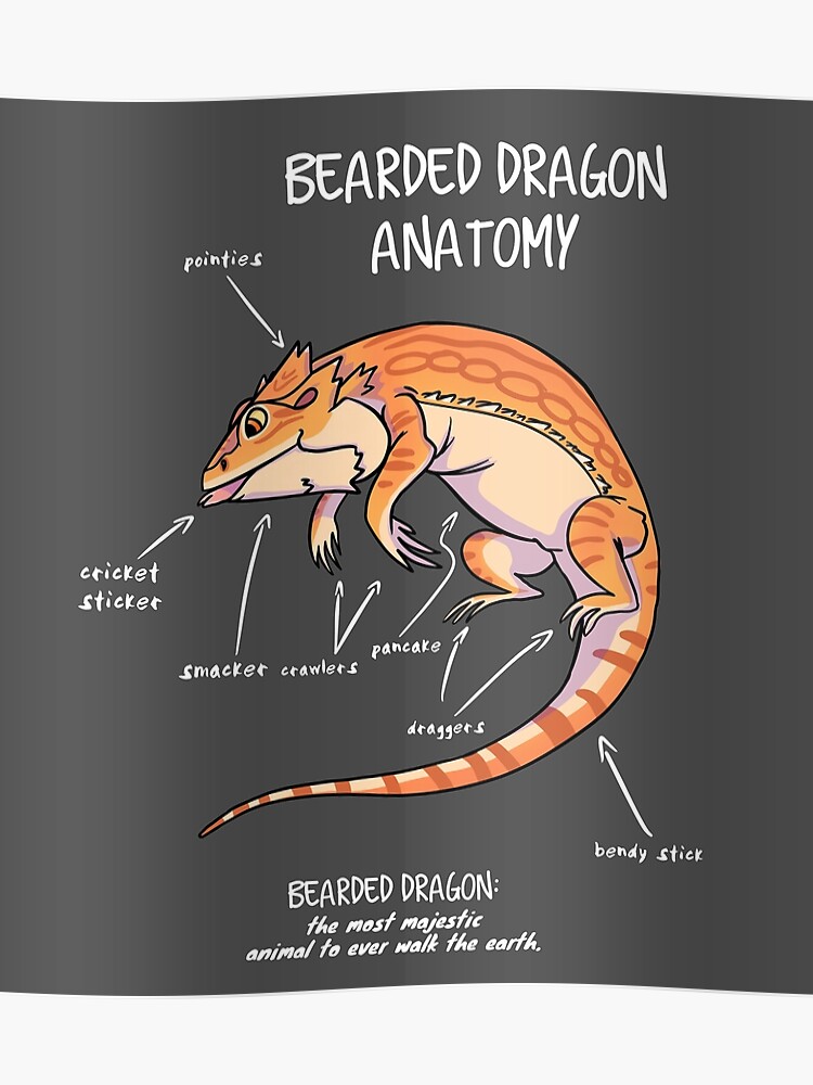 Bearded Dragon Anatomy Chart