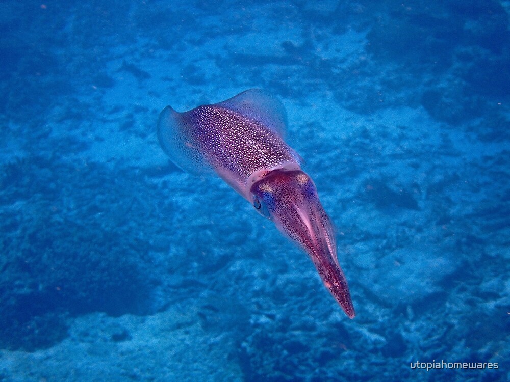 contrasting squids contrasting squids