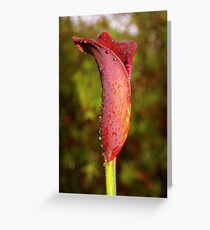 Calla Lily Greeting Card