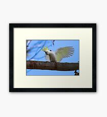 Sulphur Crested Cockatoo with Attitude Framed Print