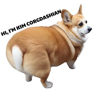 Fat baby hot sale corgi