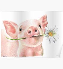 Cute Baby Pig with Daisy Flower Poster