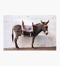 Funny donkey Photographic Print