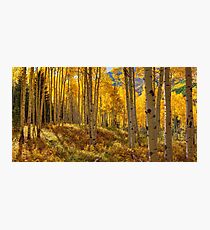 Autumn Aspen Forest Aspen Colorado Panorama Photographic Print