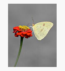 Cloudless Sulphur Photographic Print