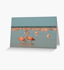 in the pink Greeting Card