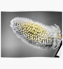 Pussy-willow - willow - Salix Poster