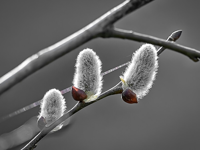 Tiny buy pussy willow
