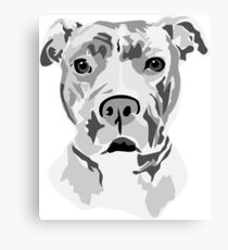 Pitbull Canvas Print