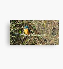 Female Kingfisher enjoying the Sun Metal Print