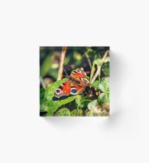 Peacock Butterfly Acrylic Block