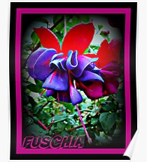 #FUSCHIA Poster