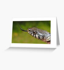 Grass Snake in UK Greeting Card
