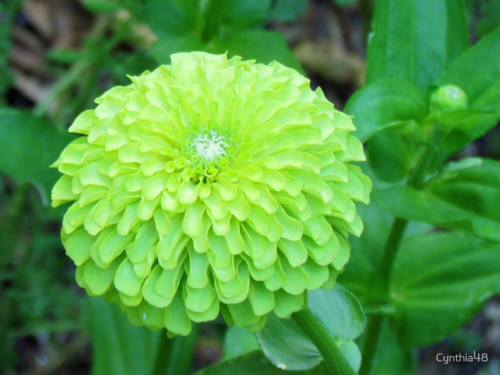 "Lime Color Flower" by Cynthia48 Redbubble