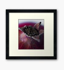 Pomegranate Framed Print