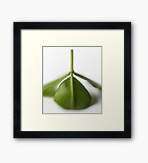Clover Framed Print