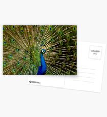 Peacock Eyes Postcards