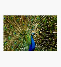 Peacock Eyes Photographic Print