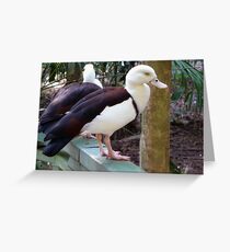 Sitting Duck Greeting Card