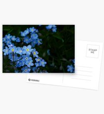 Forget-Me-Nots (Myosotis scorpioides) Postcards
