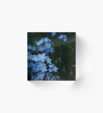 Forget-Me-Nots (Myosotis scorpioides) Acrylic Block