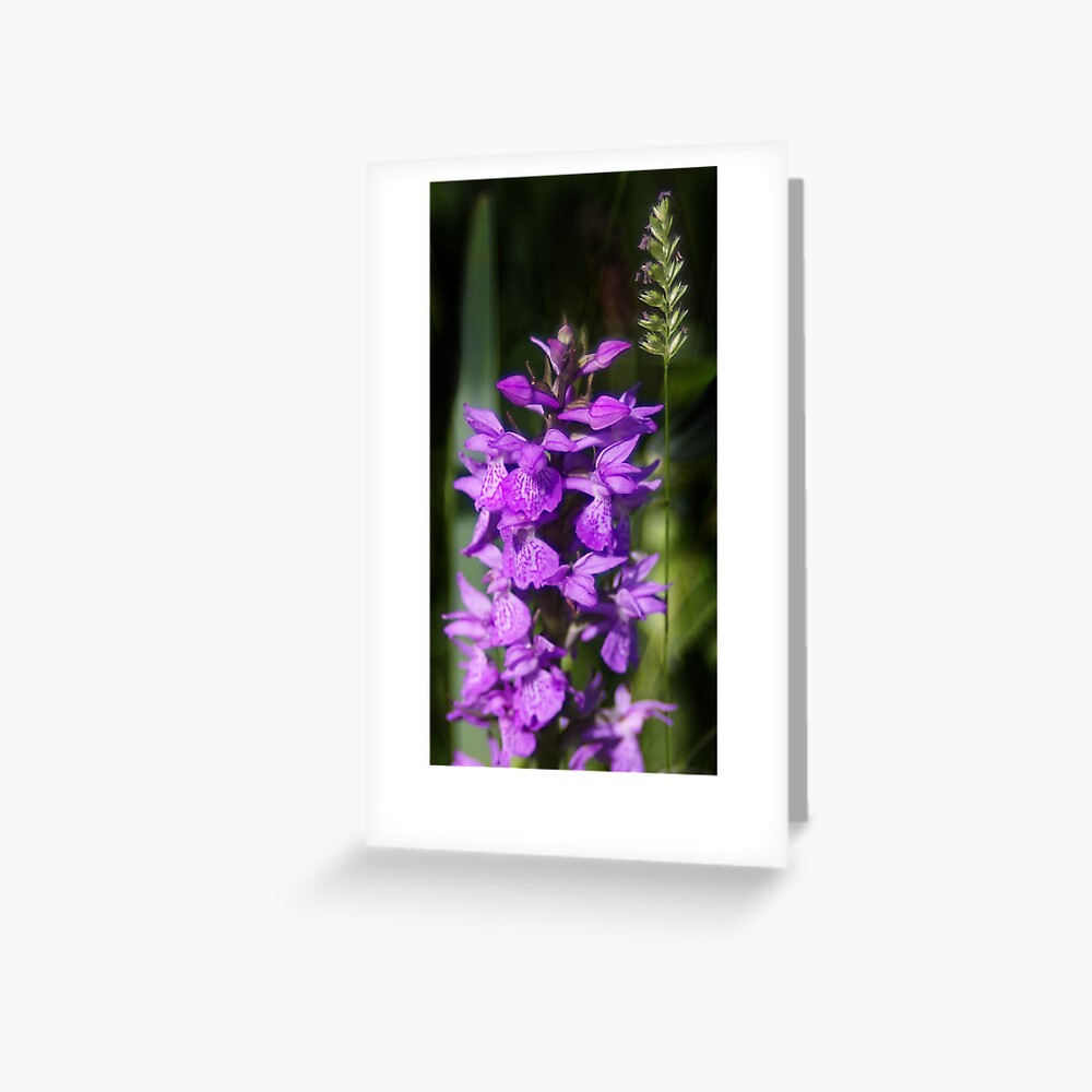 Hidden Beauty Greeting Card