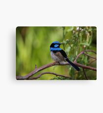 Superb Fairy Wren - Blue Cape Canvas Print