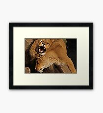 Playful Framed Print