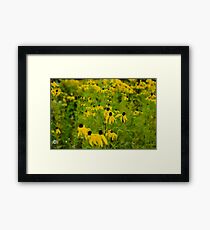 Susans in the Sunshine Framed Print