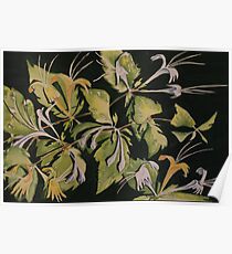 Honeysuckles Poster