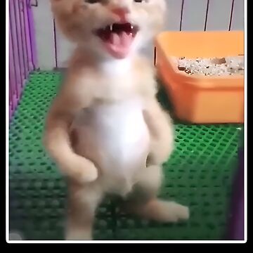 Tik tok funny cats hot sale