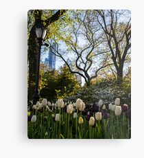 Springtime Tulips in Central Park New York City Metal Print