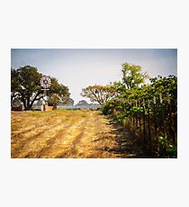 Vineyard Photographic Print