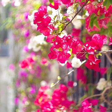 Seamless floral pattern with pink bougainvillea flower on climbing