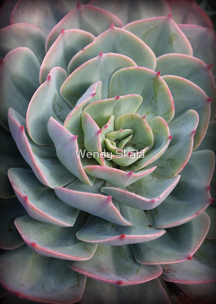 "Echeveria Pink Tips" by Wendy Skala Redbubble