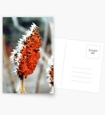 Frosty Sumac Postcards