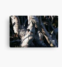 Snowgum Trunks Canvas Print